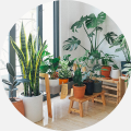 Bloomscape Launches New Line of Low-Light Indoor Plants for Easy Care