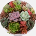 Lula's Garden Delights Plant Enthusiasts with Stunning Succulent Arrangements