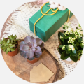 Elevate Your Gifting Game with Lula's Garden's Exquisite Succulent Gardens