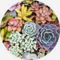 Sustainable and Stylish: Lula's Garden Puts Eco-Friendly Twist on Succulent Gardens